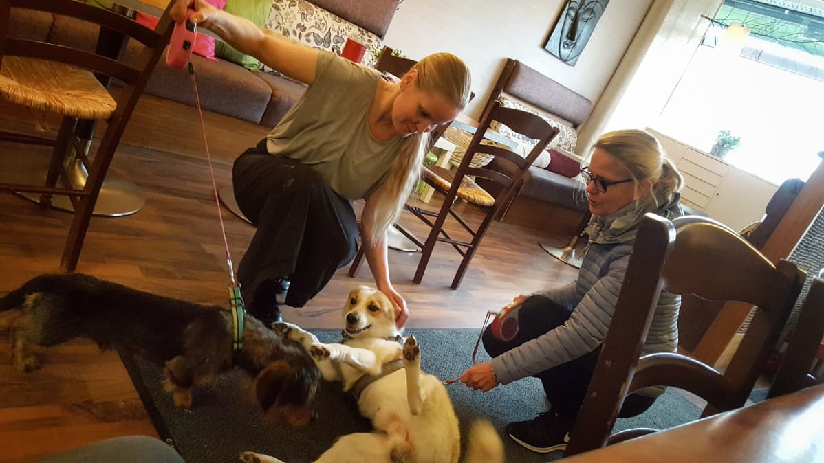 Koirat kahvila-asiakkaina kuusamolaisessa Nina Mimosassa
