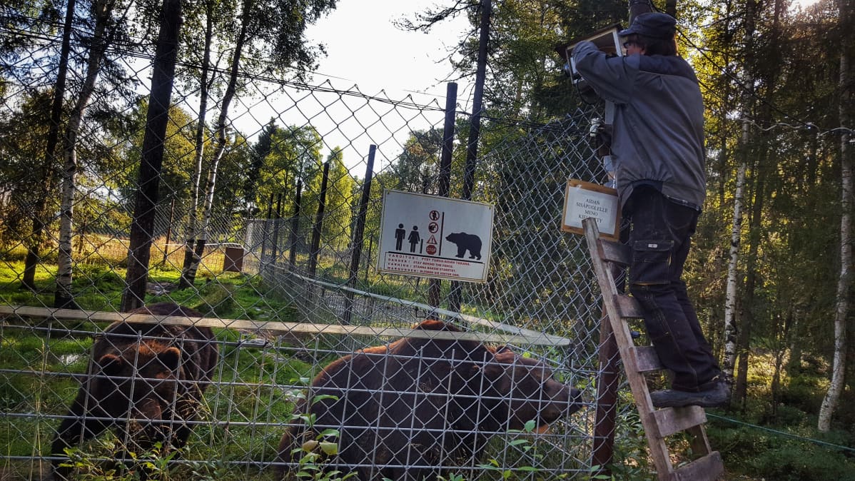 Pasi Jäntti asentaa live-kameraa Kuusamon suurpetokeskuksessa.
