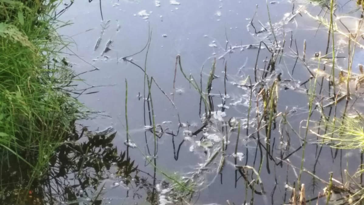 Lehmijokeen virtaava oja haiskahtaa "siltä itteltään".