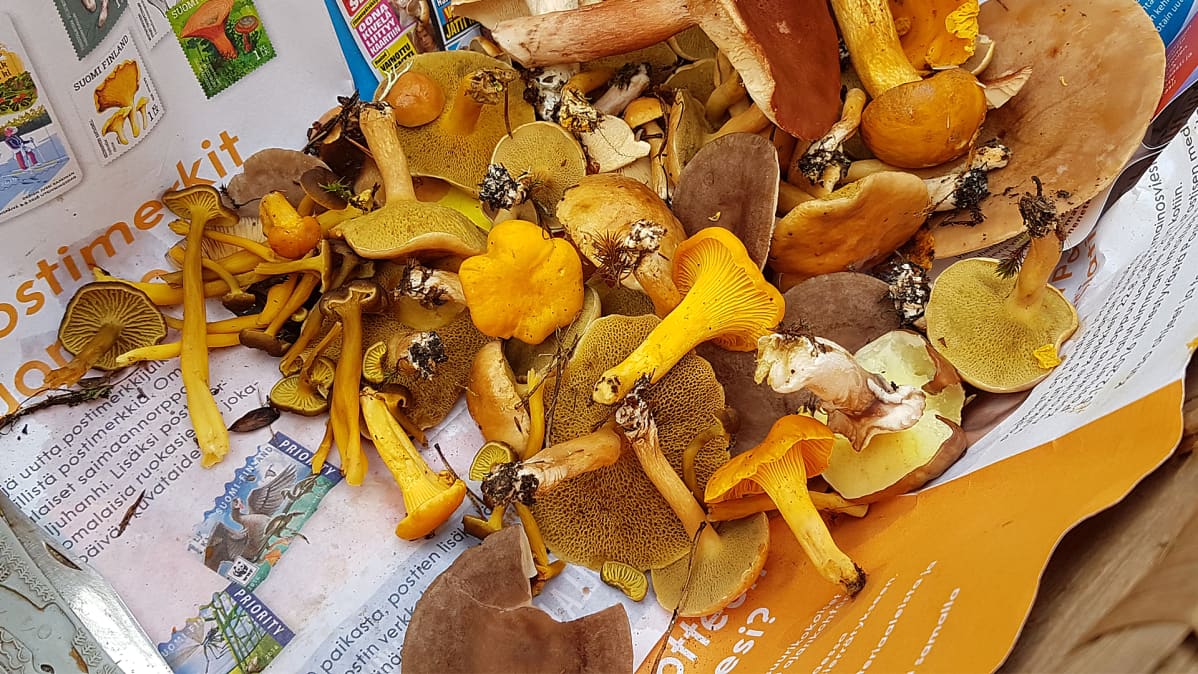 Erilaisia sieniä korissa