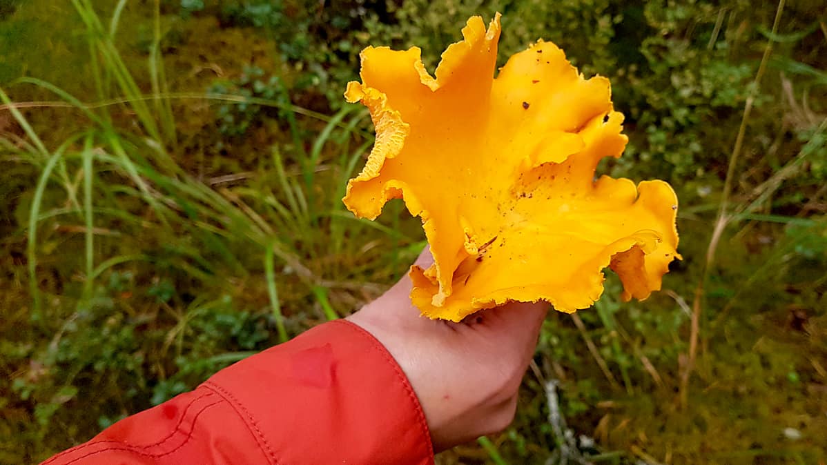 Suuri kanttarelli kädessä