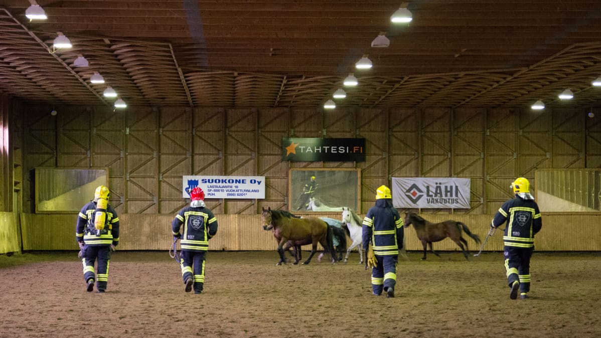 Kainuun pelastuslaitos harjoittelee hevosten käsittelyä Vuokatissa.