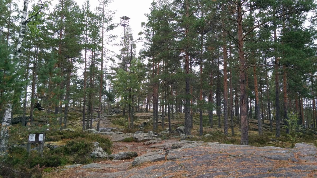 Alajärven Pyhävuorelle pääsee helposti ja siellä on eri pituisia reittejä.