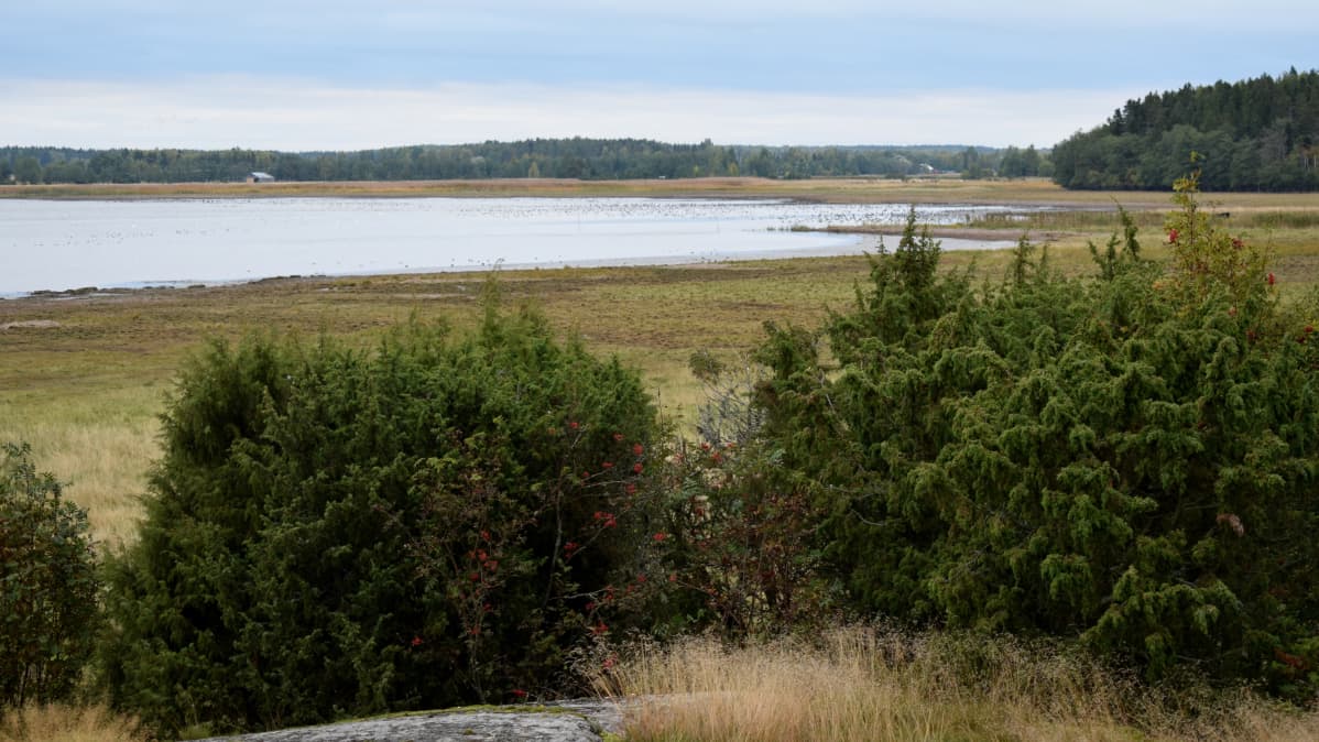 lintuparvi lepäilee merenlahdessa