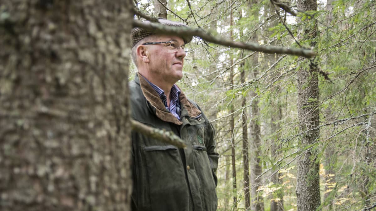 Mies seisoo suuren kuusen takana ja katselee ympärillään olevaa metsää.