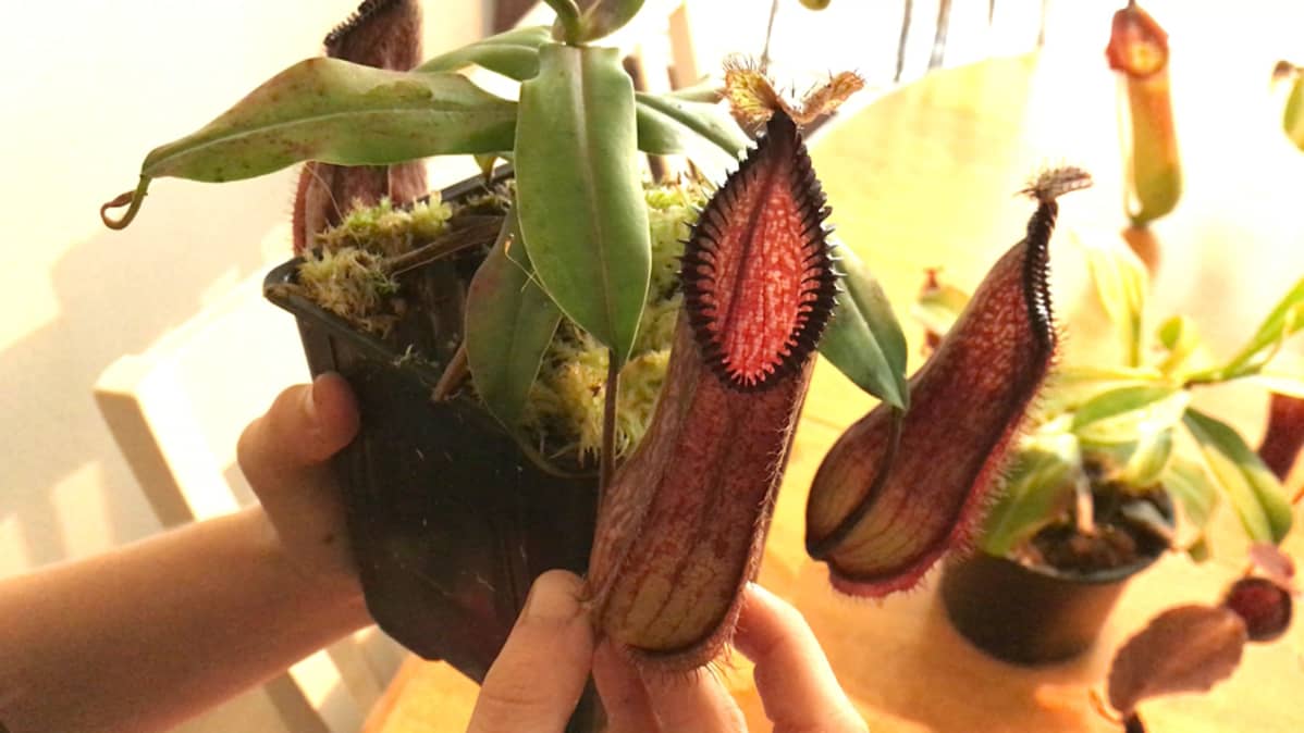 Nepenthes hamata -kannukasvi.