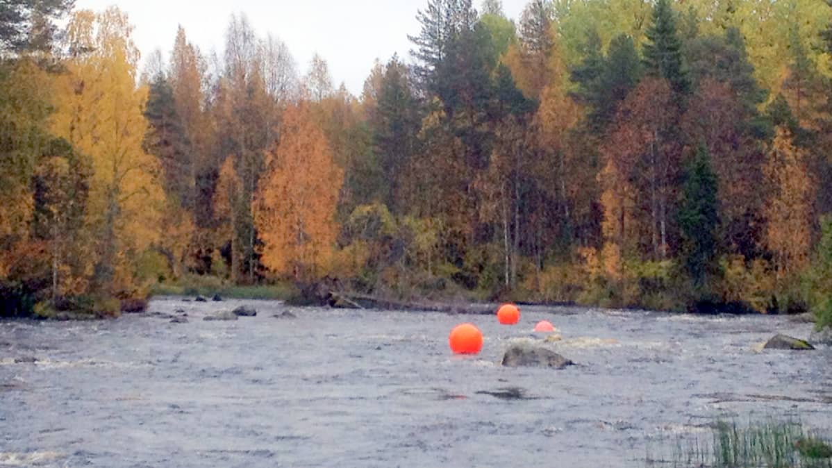 Luonnonvarakeskuksen merkkipalloja Lieksan Naarakoskessa.