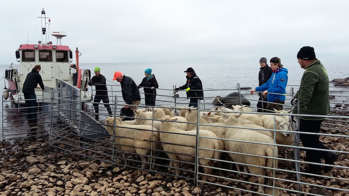 Porukka ohjaa lampaita veneeseen