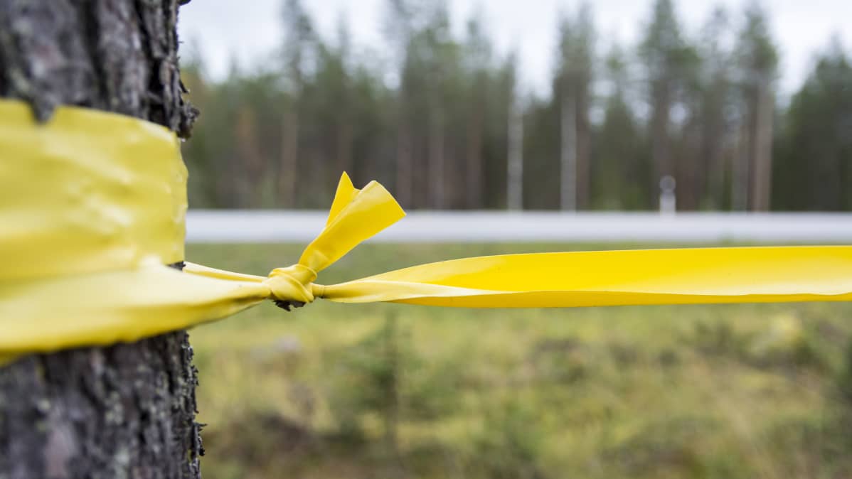 Hirvinauha solmittuna puuhun, valtatie näkyy taustalla.