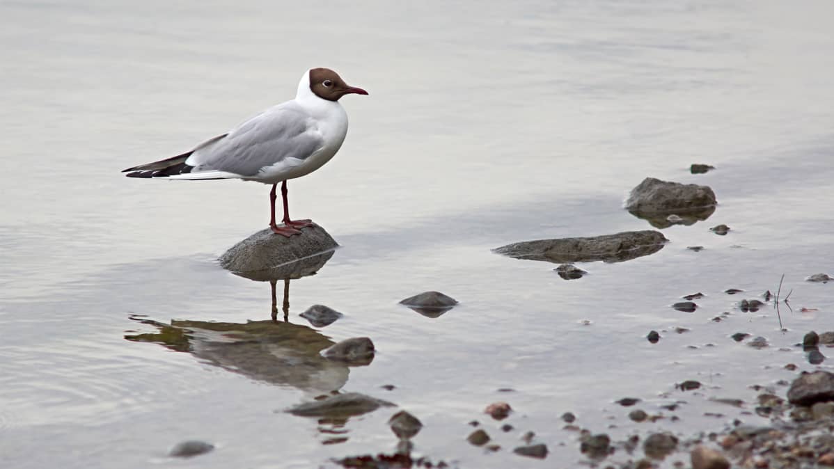 Naurulokki
