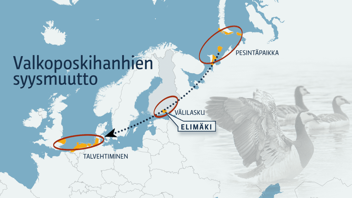 Valkoposkihanhien syysmuuttoreitti