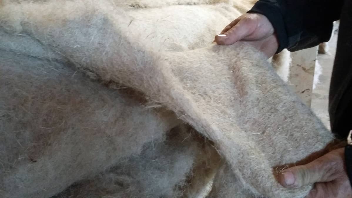 Kuituhampusta tehtyä huopaa löytyy tehtaan uumenista rullakaupalla.