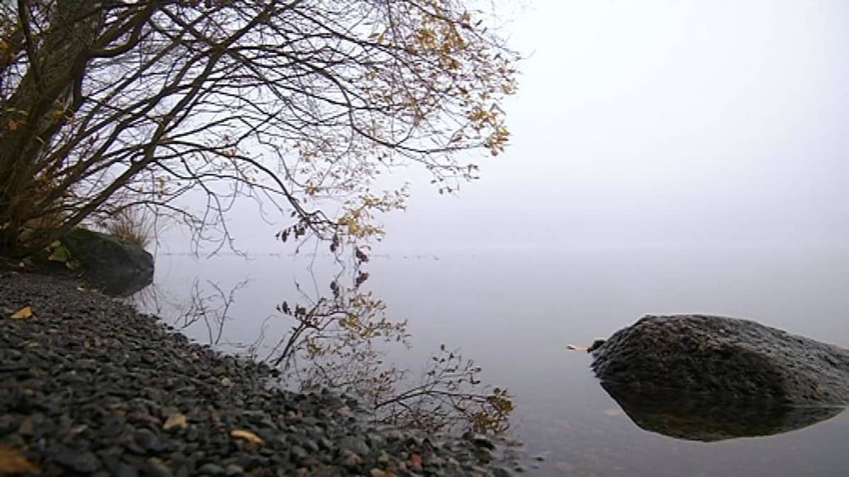 Sumuinen järven ranta