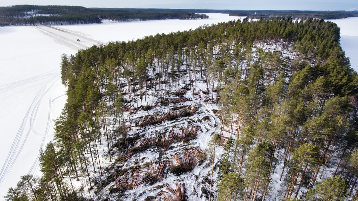 Hakkuita Huuskonsaaressa.