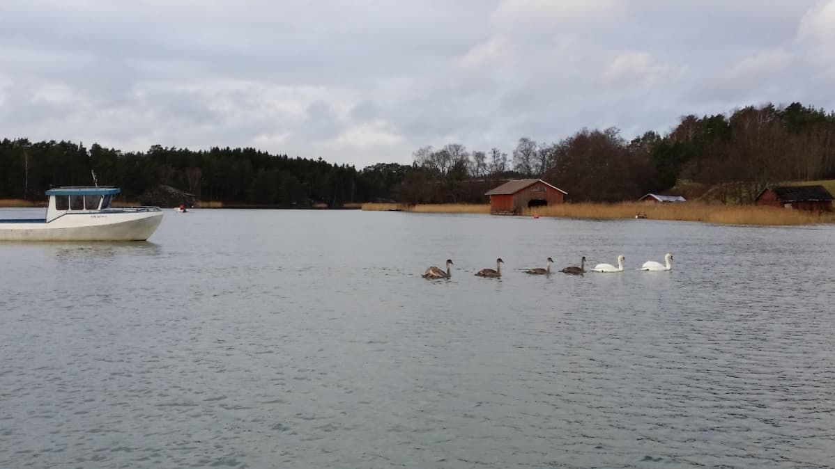 Joutsenperhe jatkaa yhä elämää Merimaskussa.