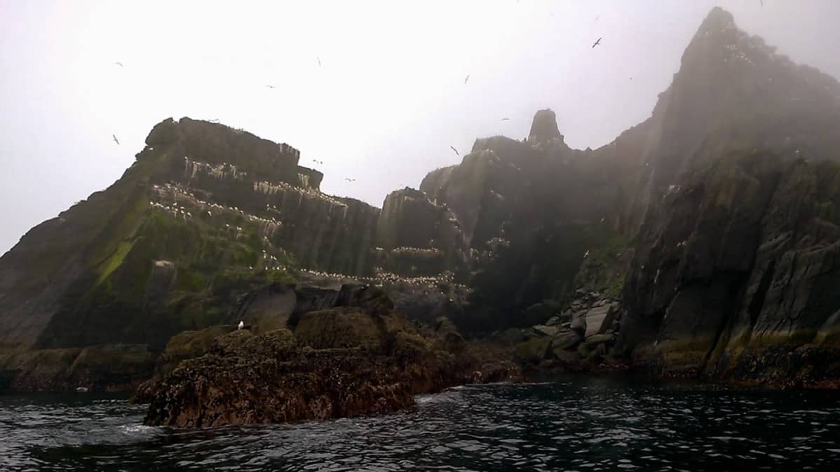 Little Skellig on kymmenien tuhansien lintujen koti, ja saarelle nousu on tyystin kielletty.