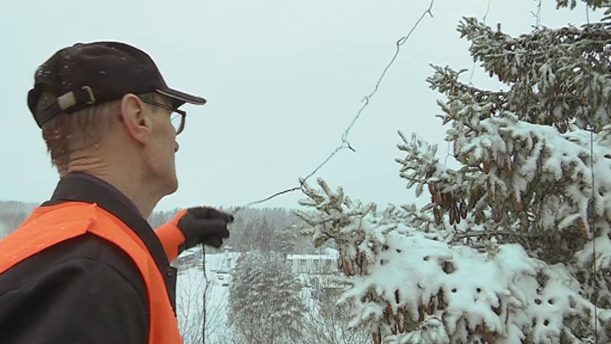 Pellervo Pekkola koristelee kuusta.