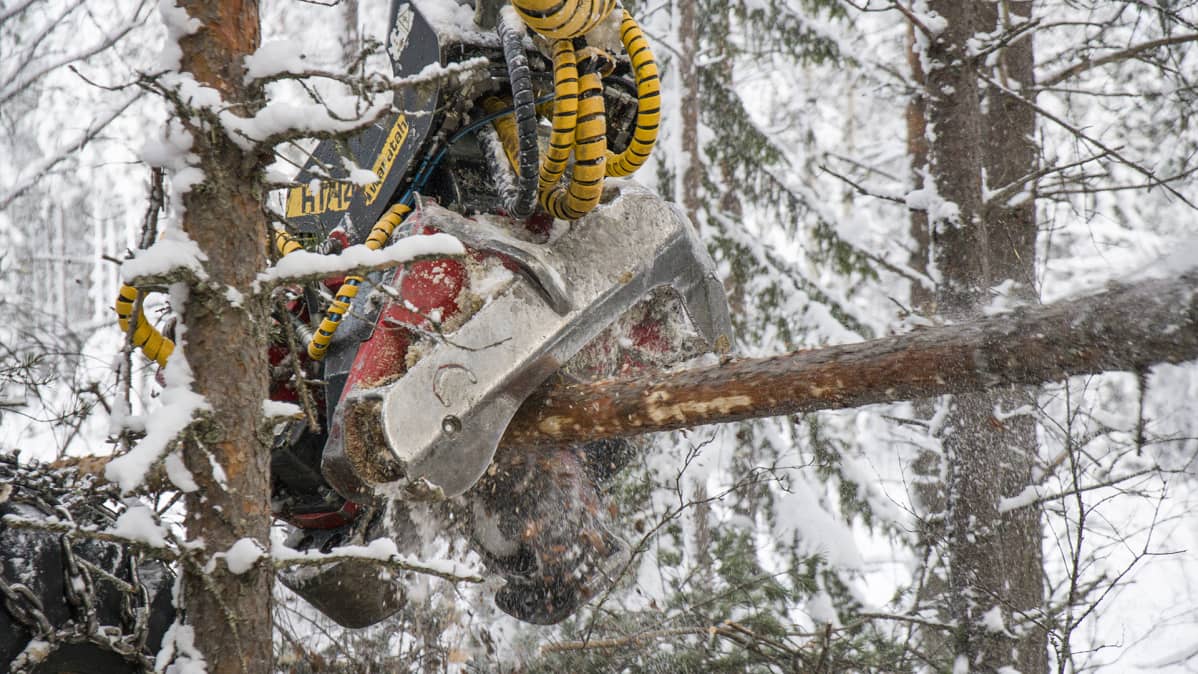 Metsäkoneessa oleva saha katkaisee puuta määrämittaan.