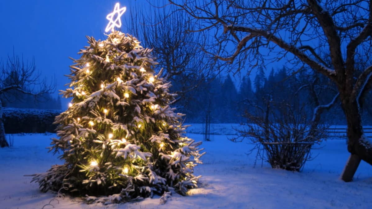 luminen valaistu joulukuusi kasvaa pihalla