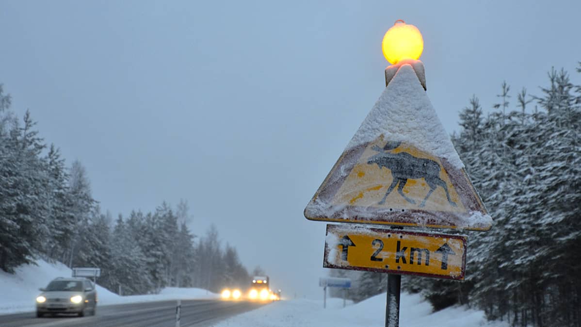 Hirvivaroitusmerkki