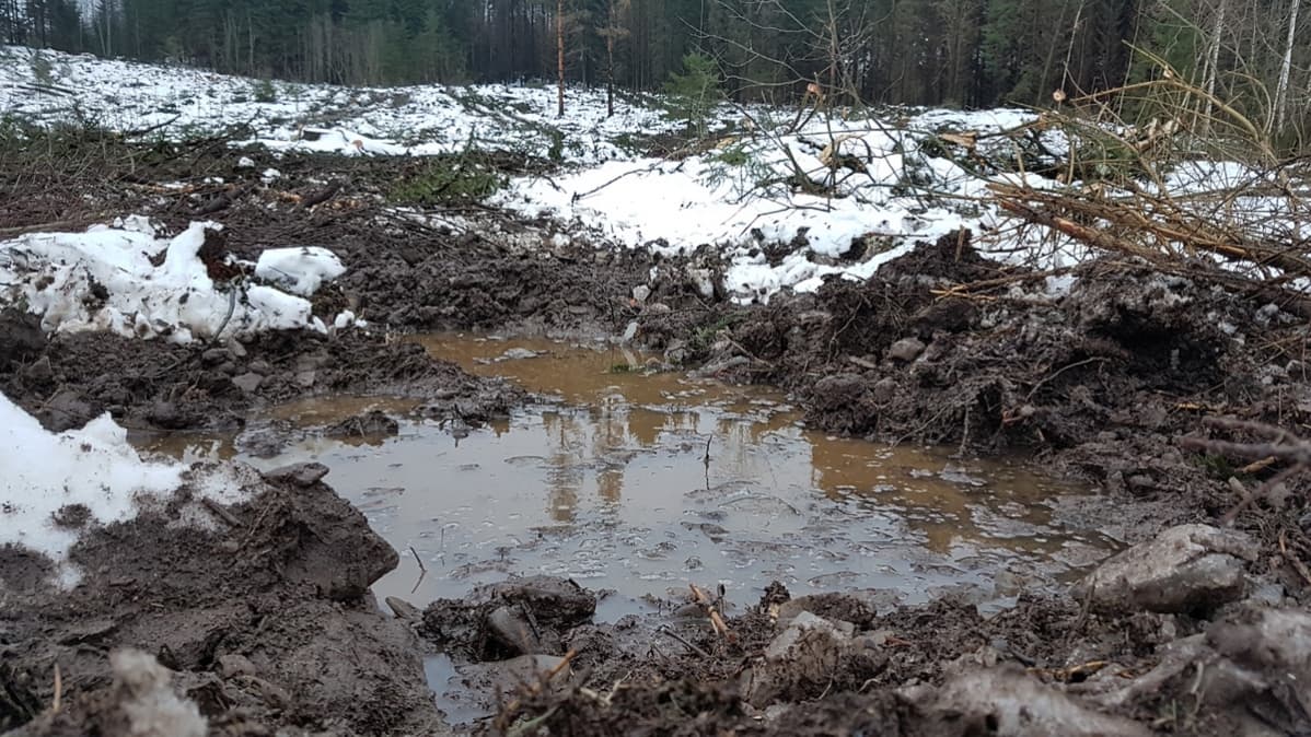 Iso vesilätäkkö metsässä