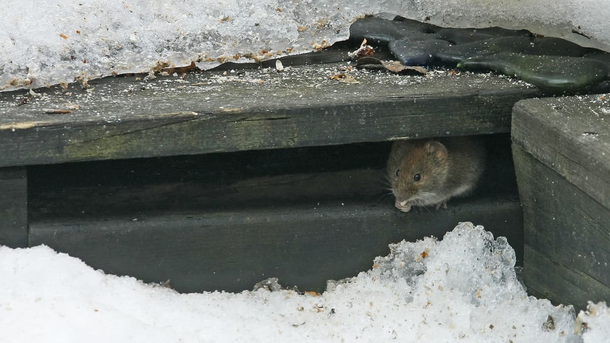 Metsämyyrä syö ruokinta-automaatilta varissutta ruokaa.