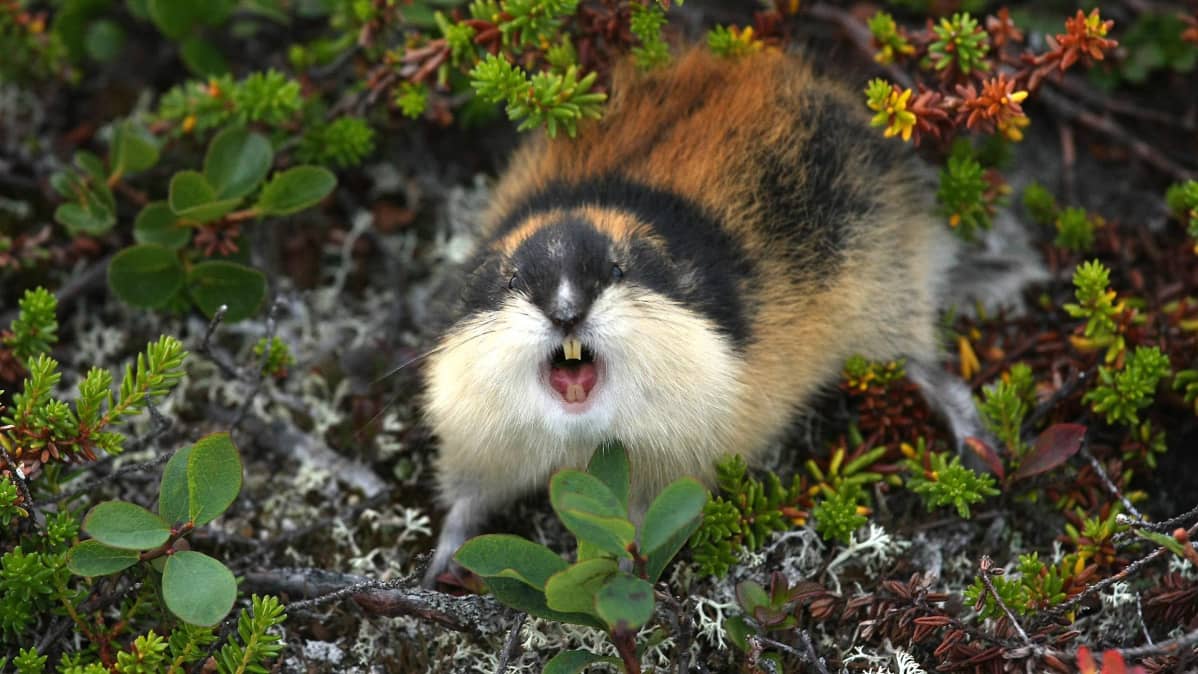Tuntirisopuli