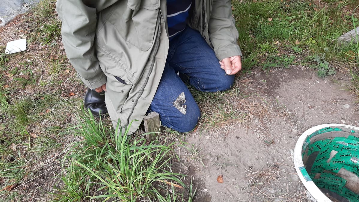 Blåbandat ordensfly, en stor fjäril med gråaktiga vingar och en blå bakvinge, sitter på ett par jeans.