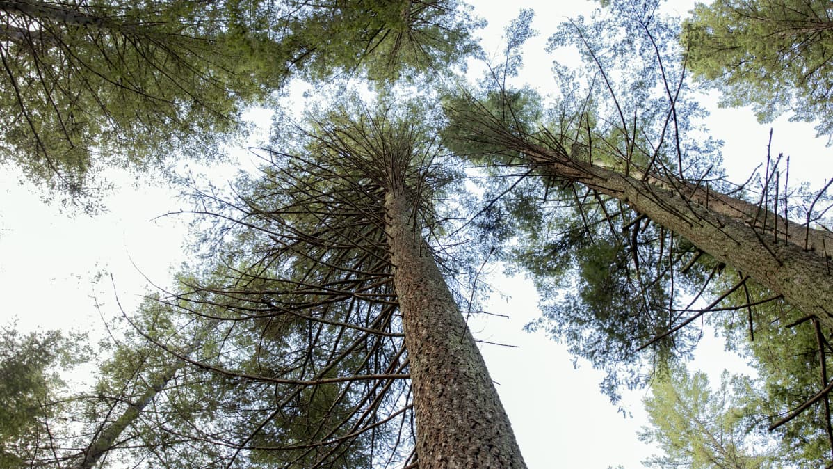 Douglaskuusia Mustilan Arboretumissa.