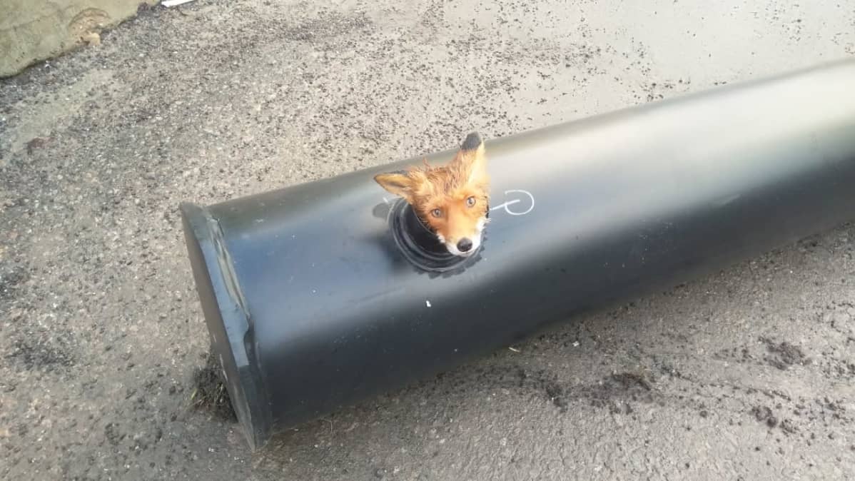 kettu kurkkaa työmaan tarkastusputkesta turkulaisella työmaalla.