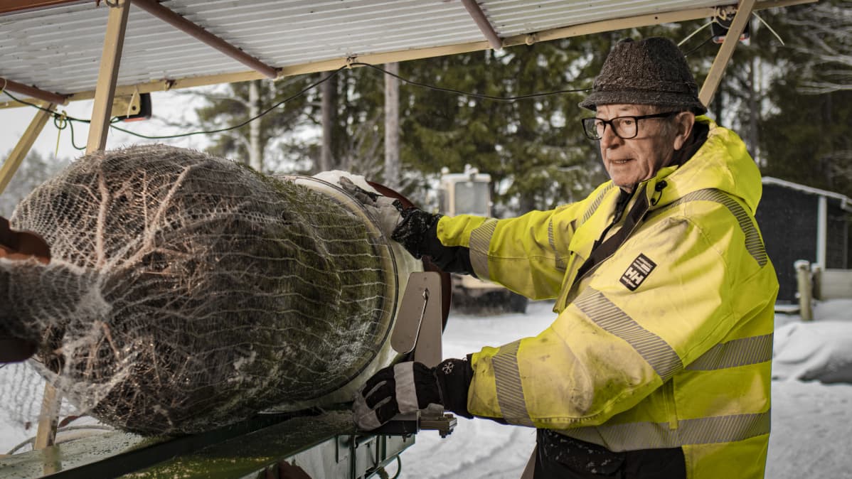 Martti Luikku laittaa joulukuusta verkkoon