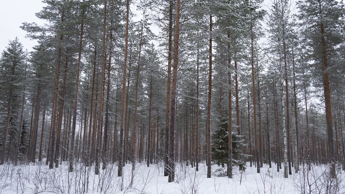 Suolla kasvava harvahko mäntymetsä
