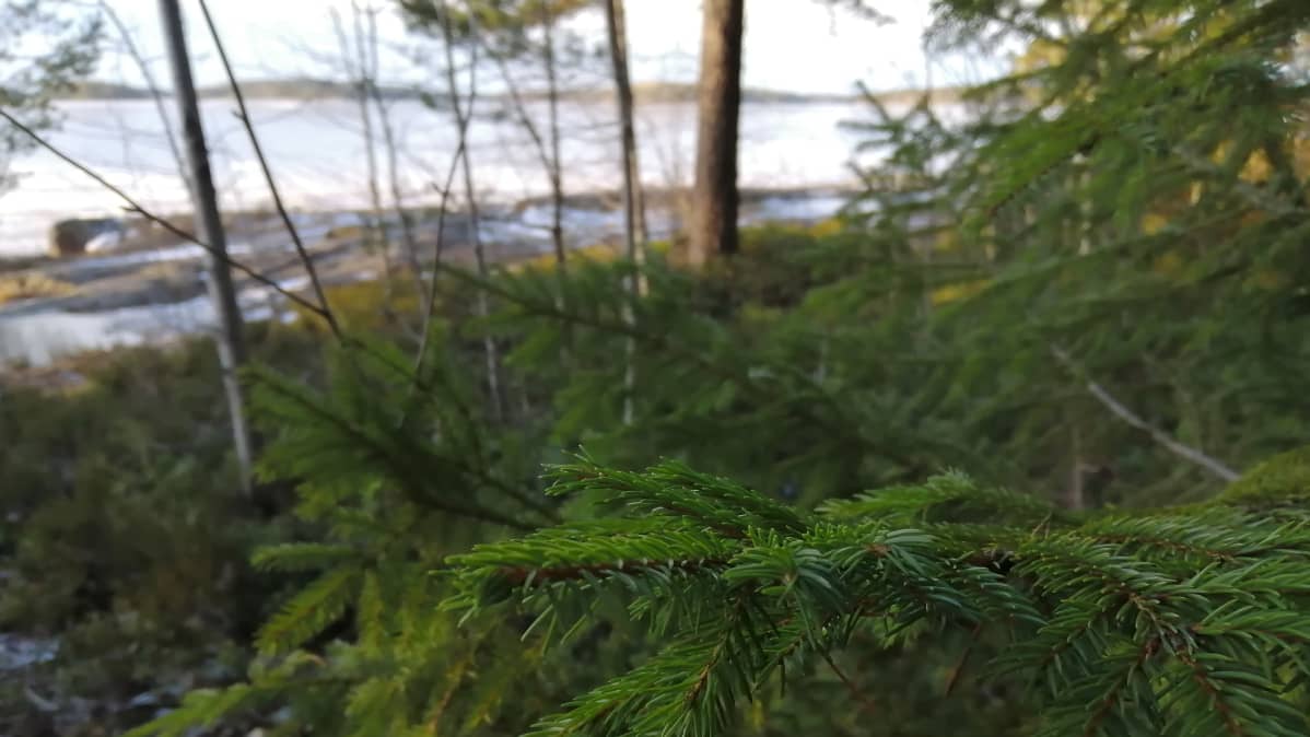 Lumeton talvi metsässä Saimaan rannalla