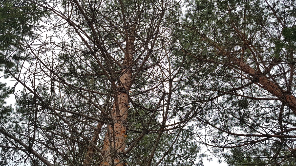 Mäntymetsä