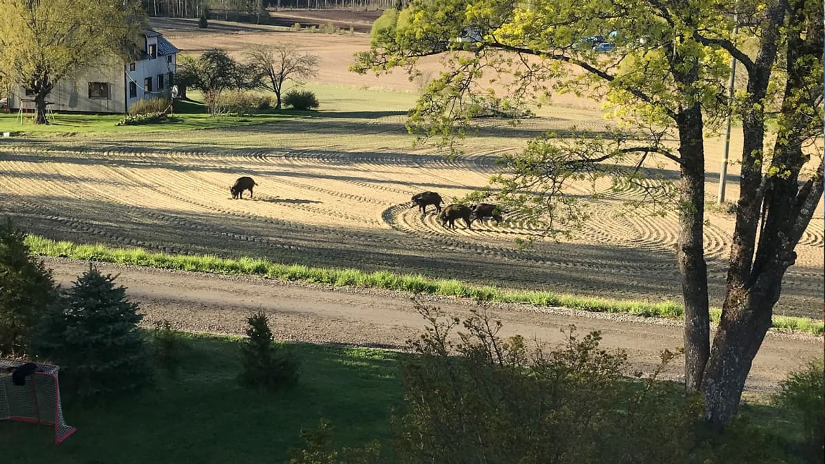 Villisikoja pellolla Hanhijärvellä.