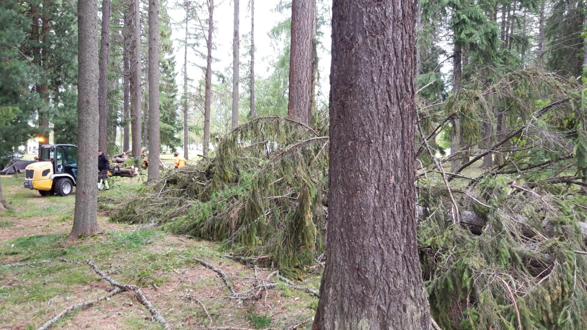 Kuvassa on kaatuneita puita Joensuun Linnunlahden leirintäalueella.