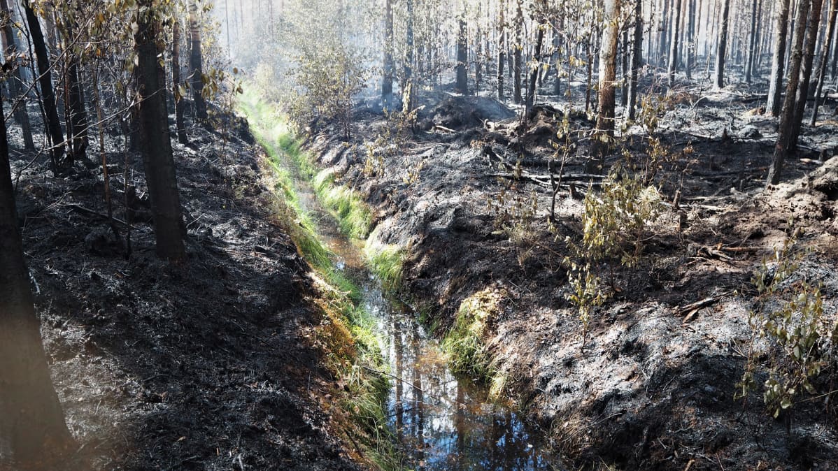 Metsäoja palaneen metsän keskellä.