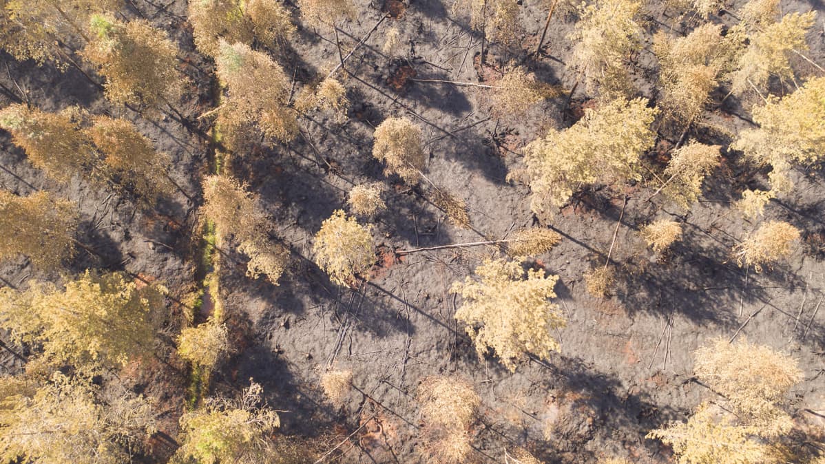 Metsäpalon jälkiä Muhoksella