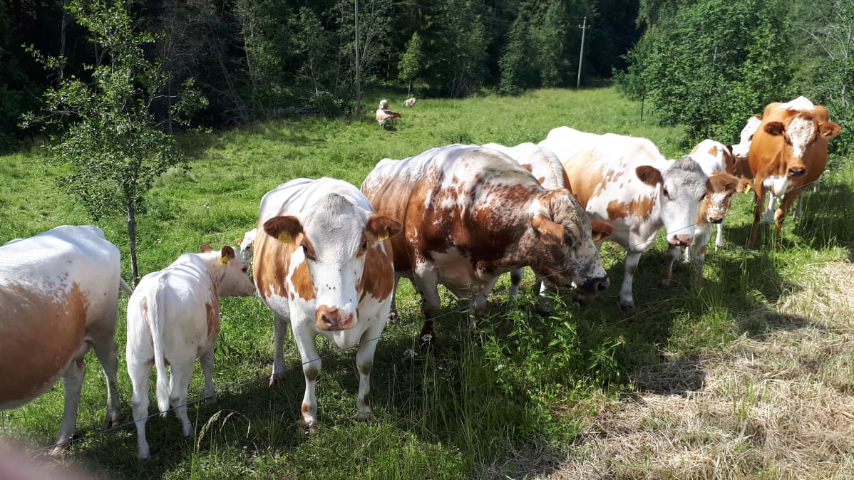 Kyyttöjä perinneniityllä