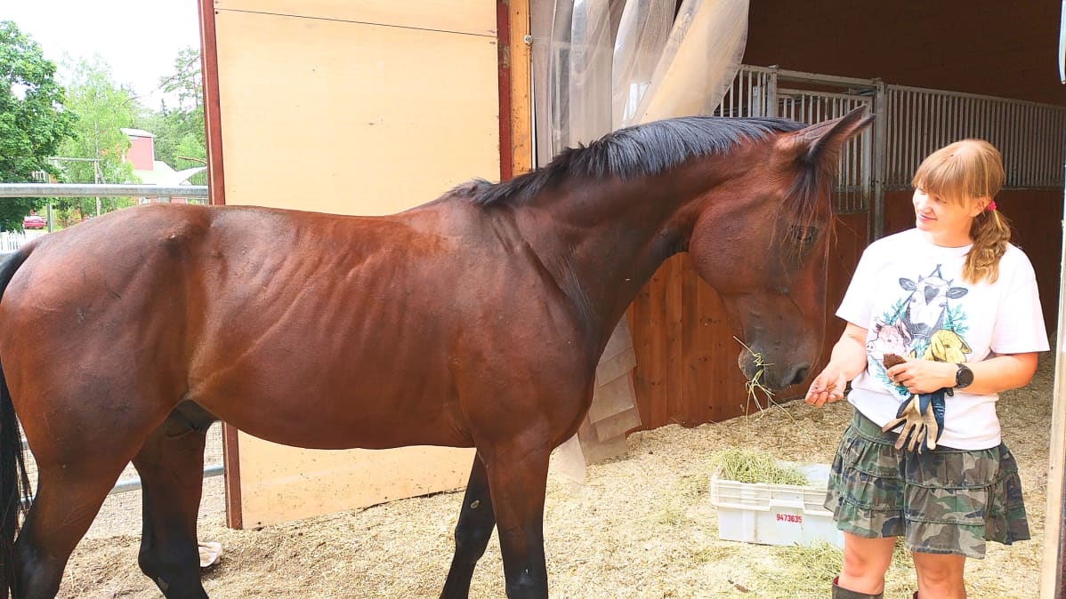 Entinen ravihevonen Archie Ride