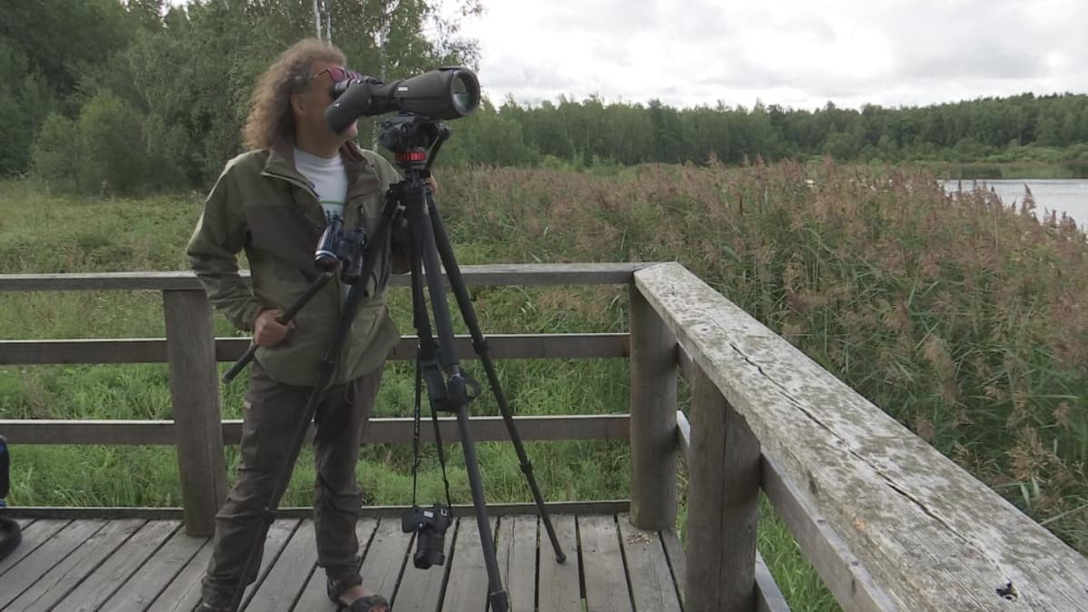 BirdLife Suomen lintuasiantuntija Antti J. Lind katsomassa kaukoputkella Porin Enäjärvellä.