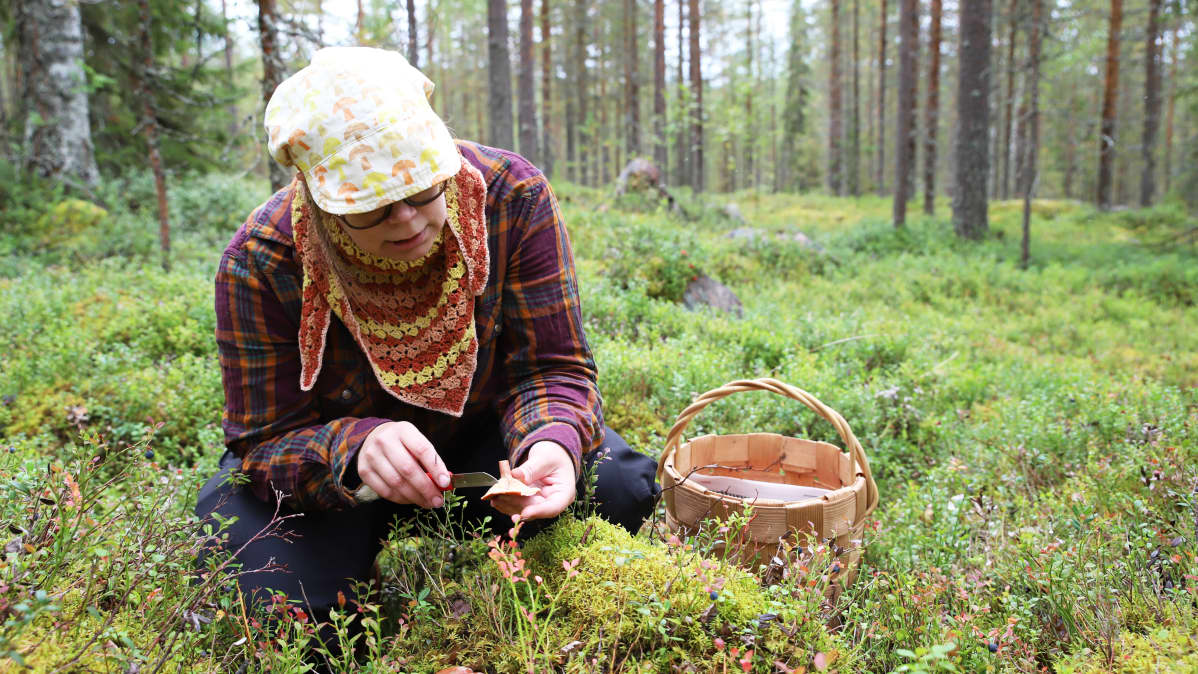 Piritta Marttila etsii sieniä Sinetän vaaraisista metsistä Rovaniemellä