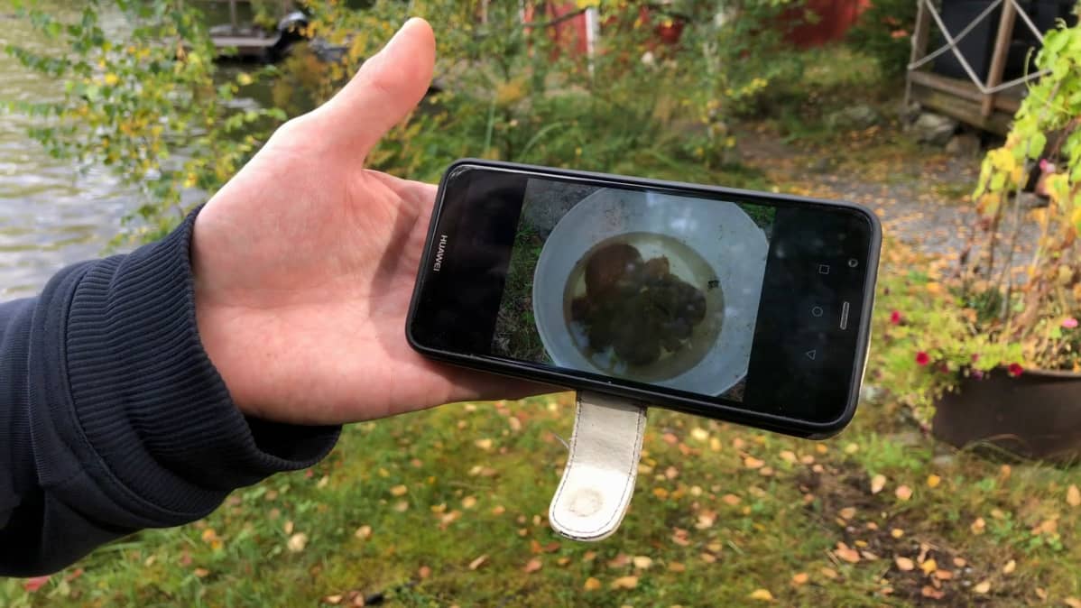 Puhelimen näytössä kuva ämpäristä, jossa hyytelösammaleläimiä