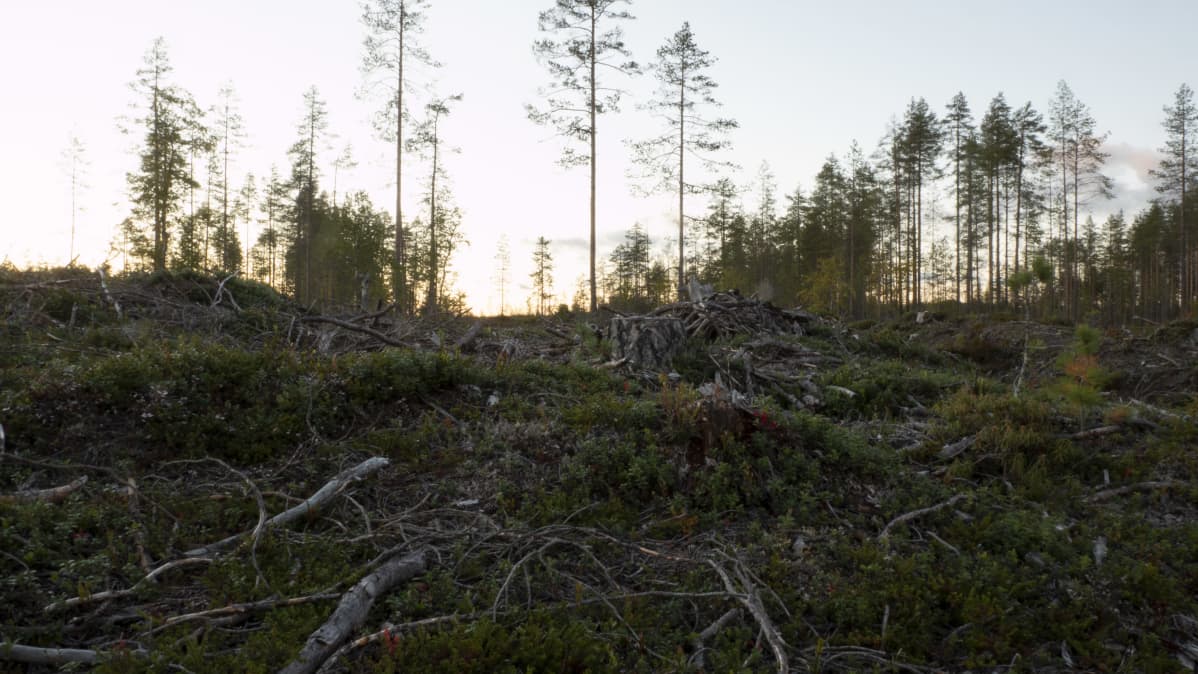 Metsähakkuita Hyrynsalmella syyskuussa 2020.