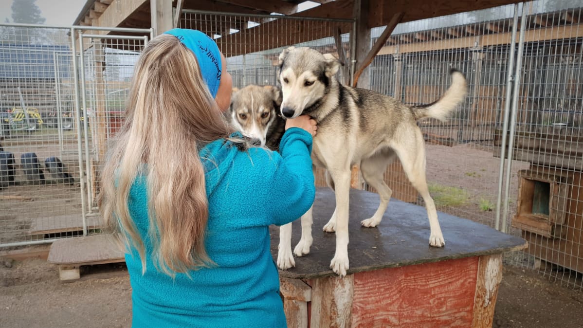 Bearhill Huskyn yrittäjä Veronika Butinova rapsuttaa vetokoiria