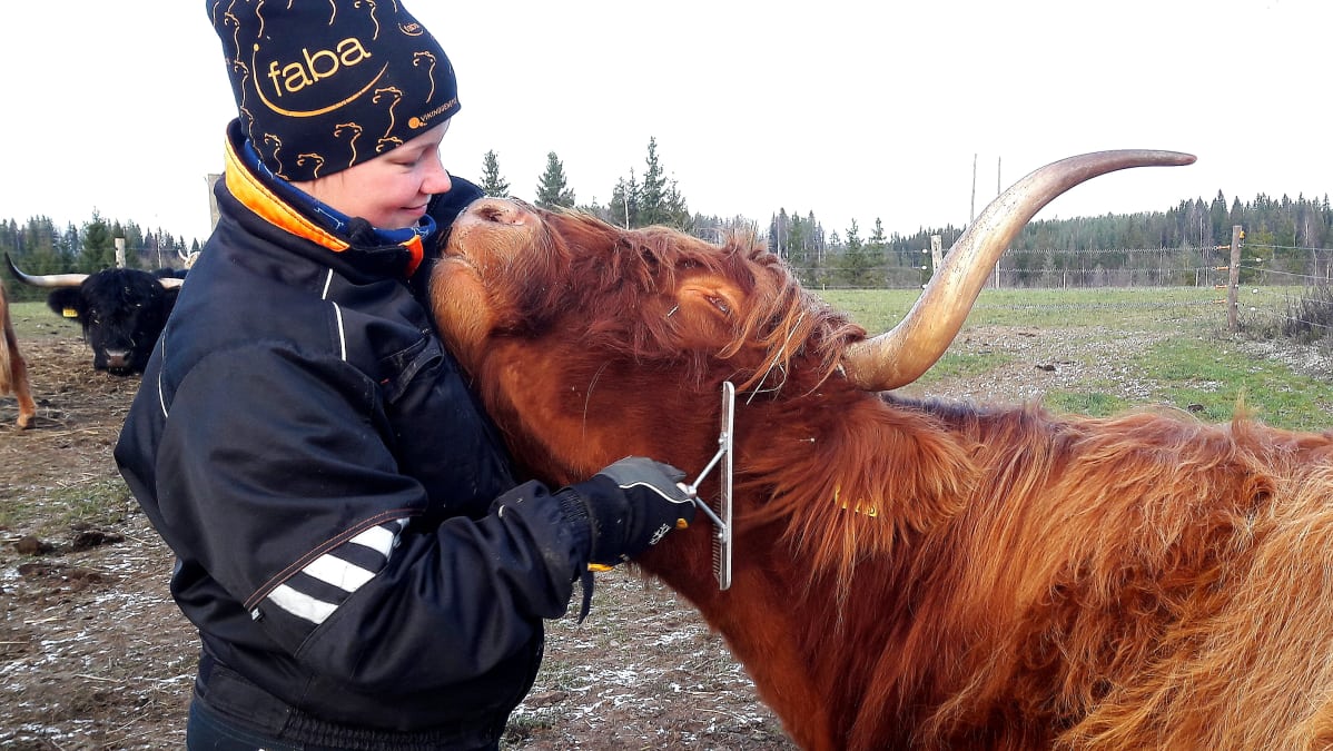 Nainen harjaa pitkäkarvaista lehmää, joka nojaa silmät ummessa naista vasten.