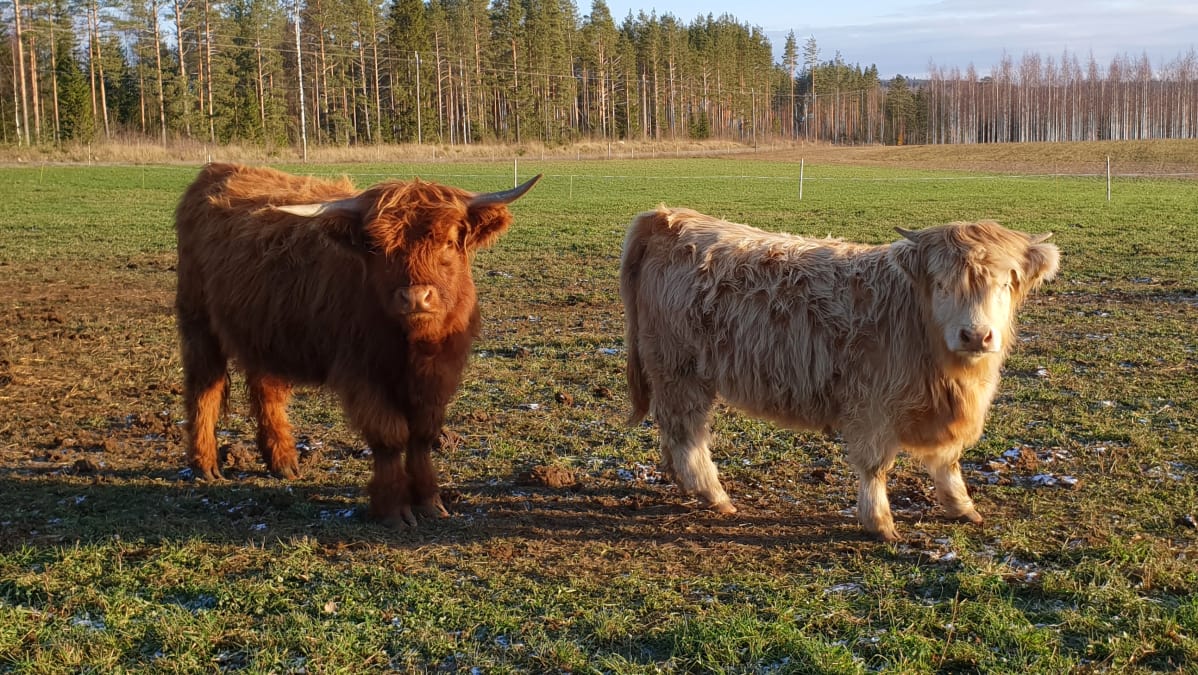 Ylämaankarjaa laitumella