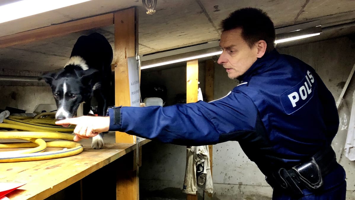 Bordercollie Martta ja ohjaaja, vanhempi konstaapeli Pauli Sved Helsingin poliisista tekevät saumatonta yhteistyötä.