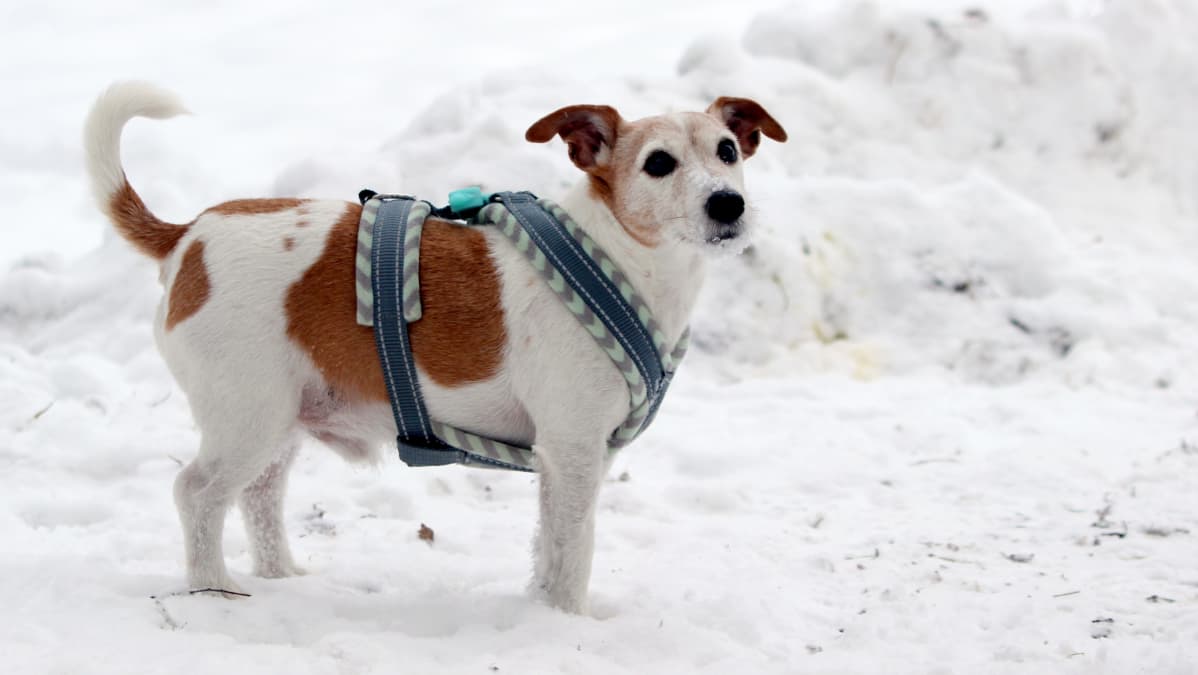 Jackrusselinterrieri Athos