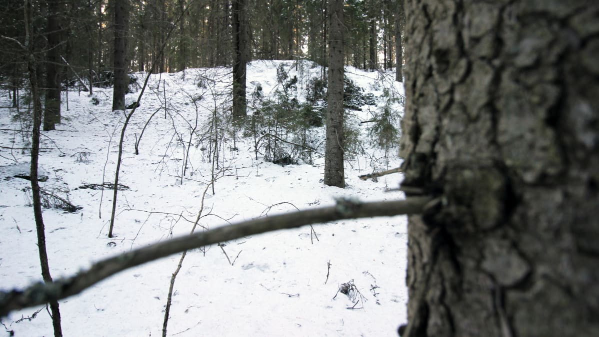 metsää